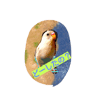 Skybird（個別スタンプ：3）