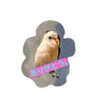 Skybird（個別スタンプ：4）