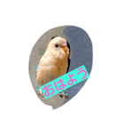 Skybird（個別スタンプ：7）