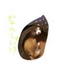 ワンコっこ（個別スタンプ：5）