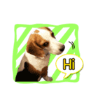 Charlie the Beagle（個別スタンプ：1）