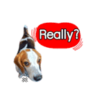 Charlie the Beagle（個別スタンプ：5）