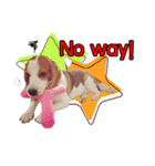 Charlie the Beagle（個別スタンプ：6）