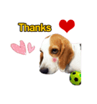 Charlie the Beagle（個別スタンプ：7）