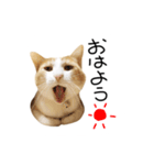 お茶々スタンプ（個別スタンプ：1）