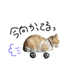 お茶々スタンプ（個別スタンプ：3）