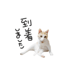 お茶々スタンプ（個別スタンプ：4）