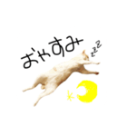 お茶々スタンプ（個別スタンプ：8）