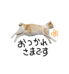 お茶々スタンプ（個別スタンプ：13）