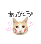 お茶々スタンプ（個別スタンプ：15）