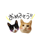 お茶々スタンプ（個別スタンプ：16）