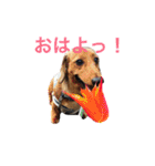 まんなのPETS！（個別スタンプ：1）