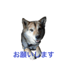 まんなのPETS！（個別スタンプ：5）