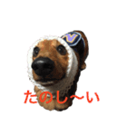 まんなのPETS！（個別スタンプ：6）