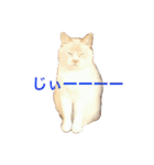 まんなのPETS！（個別スタンプ：8）