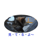 まんなのPETS！（個別スタンプ：9）