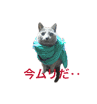 まんなのPETS！（個別スタンプ：10）