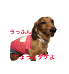 まんなのPETS！（個別スタンプ：12）