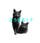 まんなのPETS！（個別スタンプ：16）