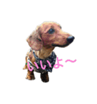 まんなのPETS！（個別スタンプ：17）