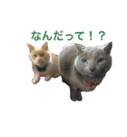 まんなのPETS！（個別スタンプ：18）