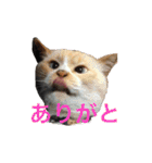 まんなのPETS！（個別スタンプ：20）
