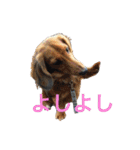 まんなのPETS！（個別スタンプ：22）