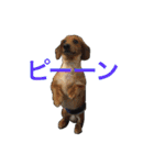 まんなのPETS！（個別スタンプ：23）