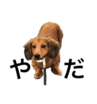 まんなのPETS！（個別スタンプ：24）