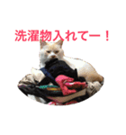 まんなのPETS！（個別スタンプ：25）