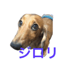 まんなのPETS！（個別スタンプ：27）