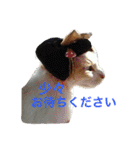 まんなのPETS！（個別スタンプ：33）