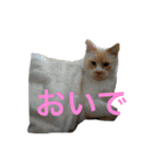 まんなのPETS！（個別スタンプ：35）