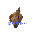 まんなのPETS！（個別スタンプ：36）