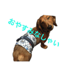 まんなのPETS！（個別スタンプ：37）