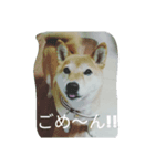 sibainu_buntakun（個別スタンプ：2）