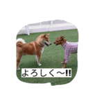 sibainu_buntakun（個別スタンプ：5）