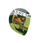 sibainu_buntakun（個別スタンプ：7）
