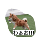 sibainu_buntakun（個別スタンプ：8）