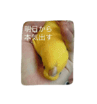 サザナミ部屋の仲間たち（個別スタンプ：3）