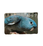 サザナミ部屋の仲間たち（個別スタンプ：4）