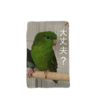 サザナミ部屋の仲間たち（個別スタンプ：7）