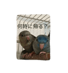 サザナミ部屋の仲間たち（個別スタンプ：8）