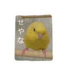サザナミ部屋の仲間たち（個別スタンプ：10）