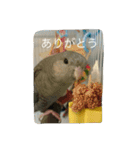 サザナミ部屋の仲間たち（個別スタンプ：11）