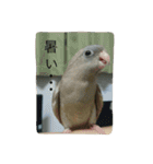サザナミ部屋の仲間たち（個別スタンプ：14）