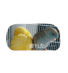 サザナミ部屋の仲間たち（個別スタンプ：15）