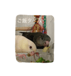 サザナミ部屋の仲間たち（個別スタンプ：16）