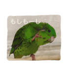 サザナミ部屋の仲間たち（個別スタンプ：17）