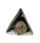 サザナミ部屋の仲間たち（個別スタンプ：20）